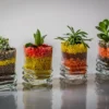 Tanaman Hias yang Cocok untuk Rumah Minimalis ( Sumber Gambar: Pixabay/kalachmiroslav)