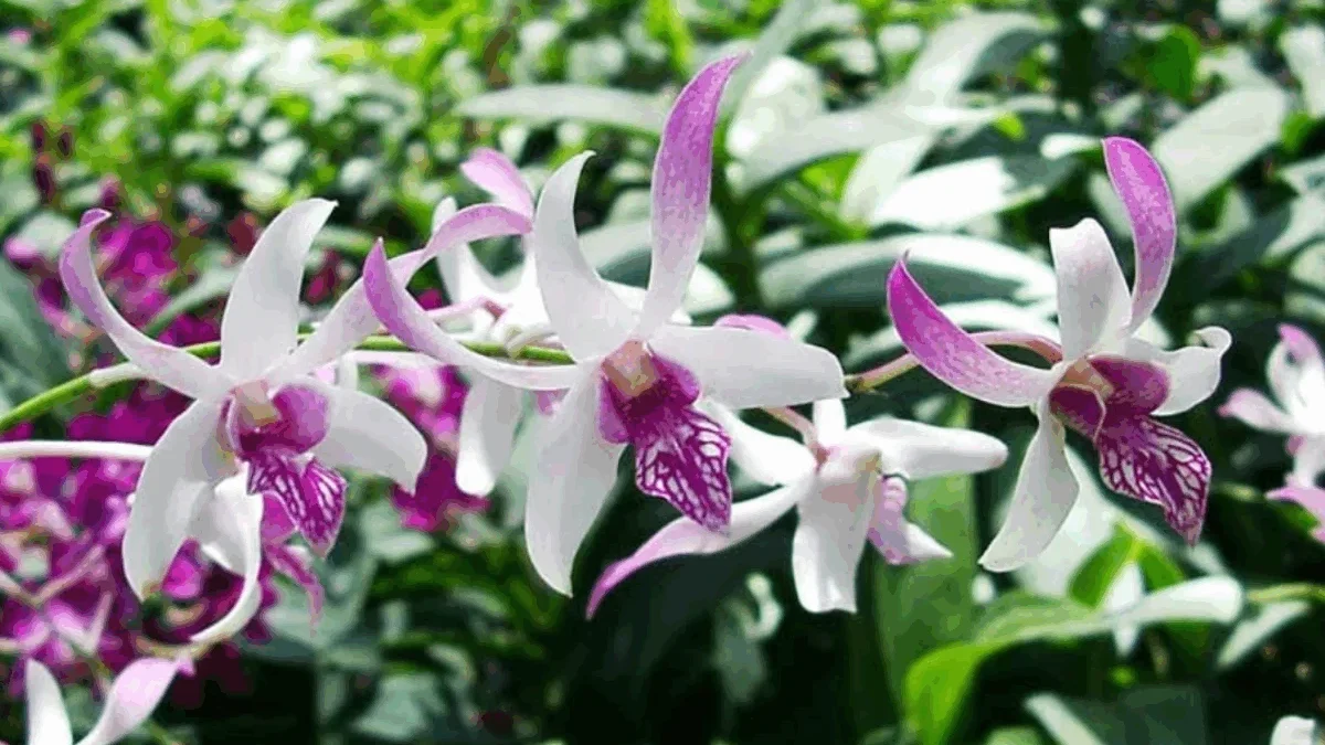 Menakjubkan, Ini 5 Tanaman Anggrek Pembawa Keberuntungan