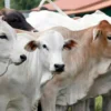 Tempat Terpercaya Beli Sapi dan Domba Qurban di Bandung