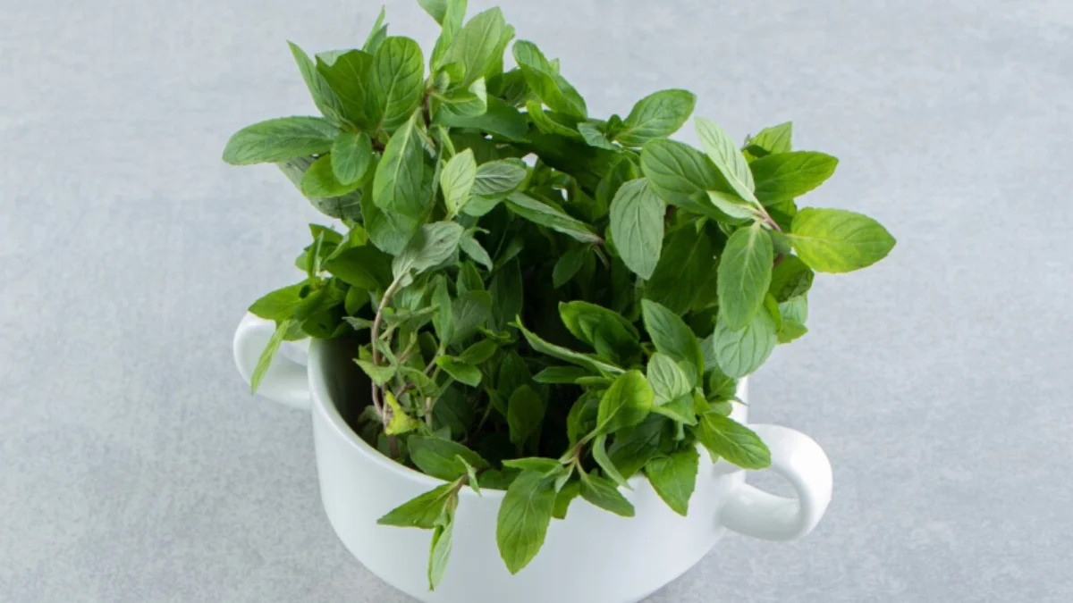 Tanaman Herbal Penyembuh Luka