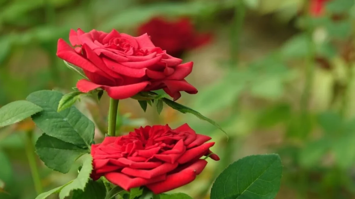 Bunga pembawa rezeki