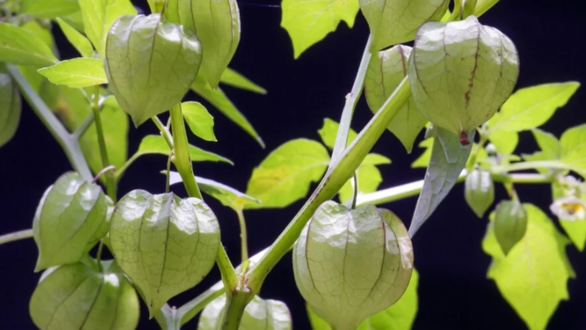 4 Tanaman Asli Indonesia yang Harganya Mahal di Luar Negeri tanaman asli Indonesia yang ternyata sangat mahal