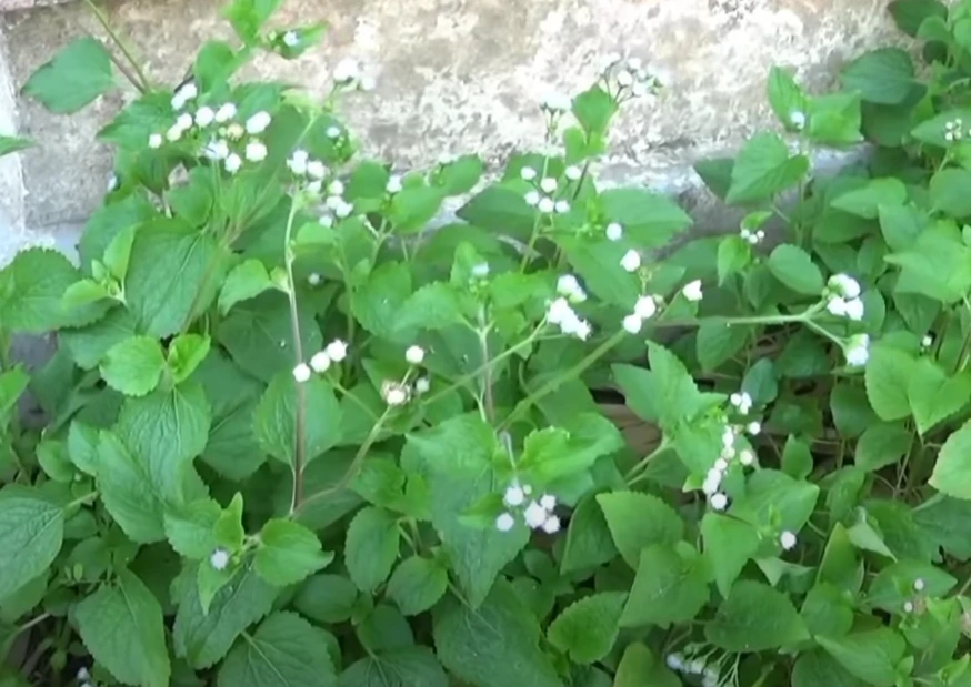 tanaman liar yang bisa dijadikan obat