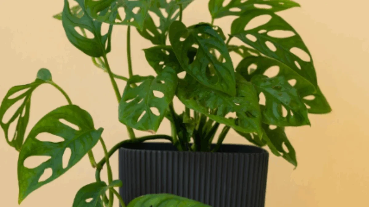 5 Tanaman Hias Ini Cuma Dimiliki Kaum Sultan, Kamu Punya? tanaman hias indonesia.