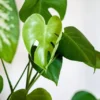 Tanaman Hias dengan Daun Cantik ( Sumber Gambar: ilustrasi/Pixabay/leonardoiheme)