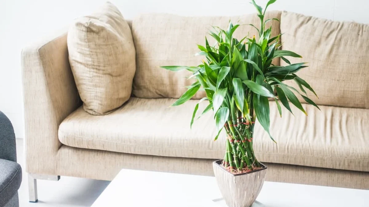 9 Tanaman Hias Pembawa Aura Positif Menurut Feng Shui dan Cara Menatanya agar Hoki Makin Deras! Tanaman Hias Pembawa Aura Positif Menurut Feng Shui ( Sumber Gambar: Ilustrasi/Freepik)