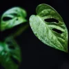 Tanaman Hias Unik, Monstera Obliqua atau Janda Bolong dengan daun berlubang khas (Sumber Gambar: ilustrasi/Pixabay/ mirkostoedter)