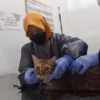 Petugas Puskeswan Cimahi saat Memberikan Vaksinasi pada Kucing (Mong)