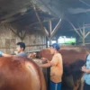 Petugas kesehatan Dispernakan Bandung Barat tengah menyeleksi sapi untuk Presiden Prabowo Subianto. Dok Dispernakan KBB