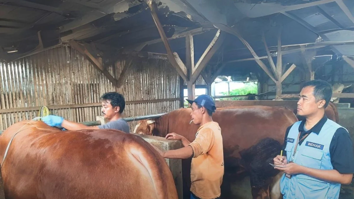 Petugas kesehatan Dispernakan Bandung Barat tengah menyeleksi sapi untuk Presiden Prabowo Subianto. Dok Dispernakan KBB