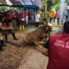Ilustrasi: Penyembelihan hewan kurban sapi saat idul adha beberapa waktu lalu. Foto: Dimas Rachmatsyah / Jabar Ekspres