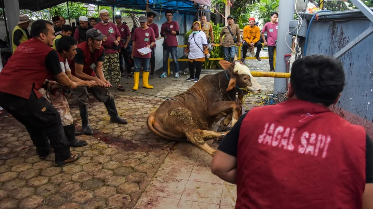 Ilustrasi: Penyembelihan hewan kurban sapi saat idul adha beberapa waktu lalu. Foto: Dimas Rachmatsyah / Jabar Ekspres