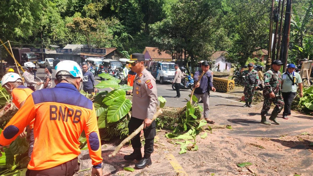 Proses evakuasi pohon tumbang di Jalan Raya Sumedang-Bandung, tepatnya di kawasan Cadas Pangeran, Kecamatan Pamulihan, Kabupaten Sumedang pada Senin, 12 Mei 2025.