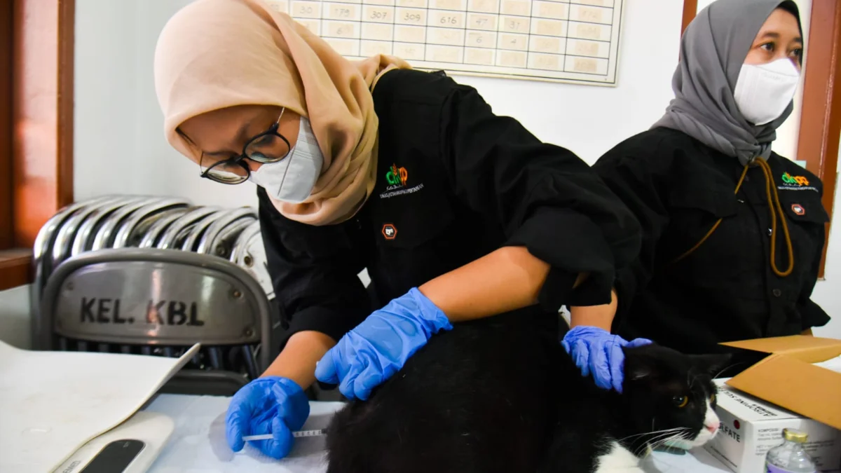 Petugas menyuntikan obat bius pada seekor kucing yang akan di sterilisasi di Kantor Kelurahan Kebonlega, Kota Bandung. Foto: Dimas Rachmatsyah / Jabar Ekspres