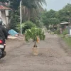 Warga menanam pohon pisang sebagai protes jalan rusak di Jalan Bantarpendey-Cikembang di Dusun Cipariuk, Desa Neglasari, Kota Banjar, Rabu (14/5/2025). (Cecep Herdi/Jabar Ekspres)