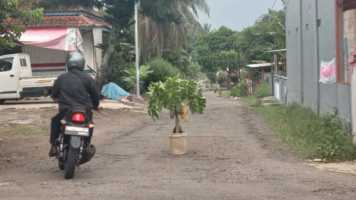 Warga menanam pohon pisang sebagai protes jalan rusak di Jalan Bantarpendey-Cikembang di Dusun Cipariuk, Desa Neglasari, Kota Banjar, Rabu (14/5/2025). (Cecep Herdi/Jabar Ekspres)