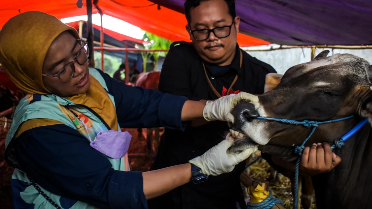 Ilustrasi: Petugas DKPP melakukan cek kesehatan terhadap hewan kurban sapi saat menjelang idul adha beberapa waktu lalu. Foto: Dimas Rachmatsyah / Jabar Ekspres