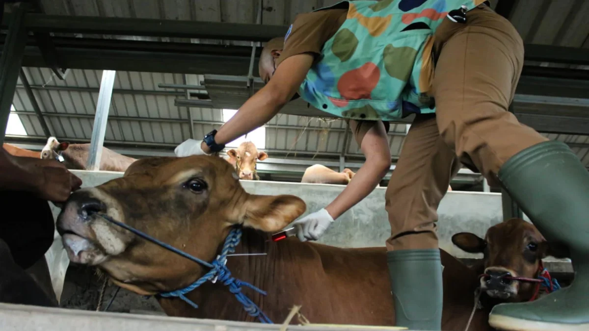 Meski Peternak Lebih Selektif, DKPP Bandung tetap Waspadai Perdagangan Hewan Kurban Ilustrasi: Dokter Hewan DKPP Kota Bandung memberikan injeksi vitamin pada calon hewan Qurban di Peternakan Sapi kawasan Pasanggrahan, Kota Bandung.