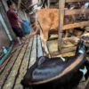 Petugas merawat hewan kurban sapi di peternakan di Bandung. Foto: Dimas Rachmatsyah / Jabar Ekspres
