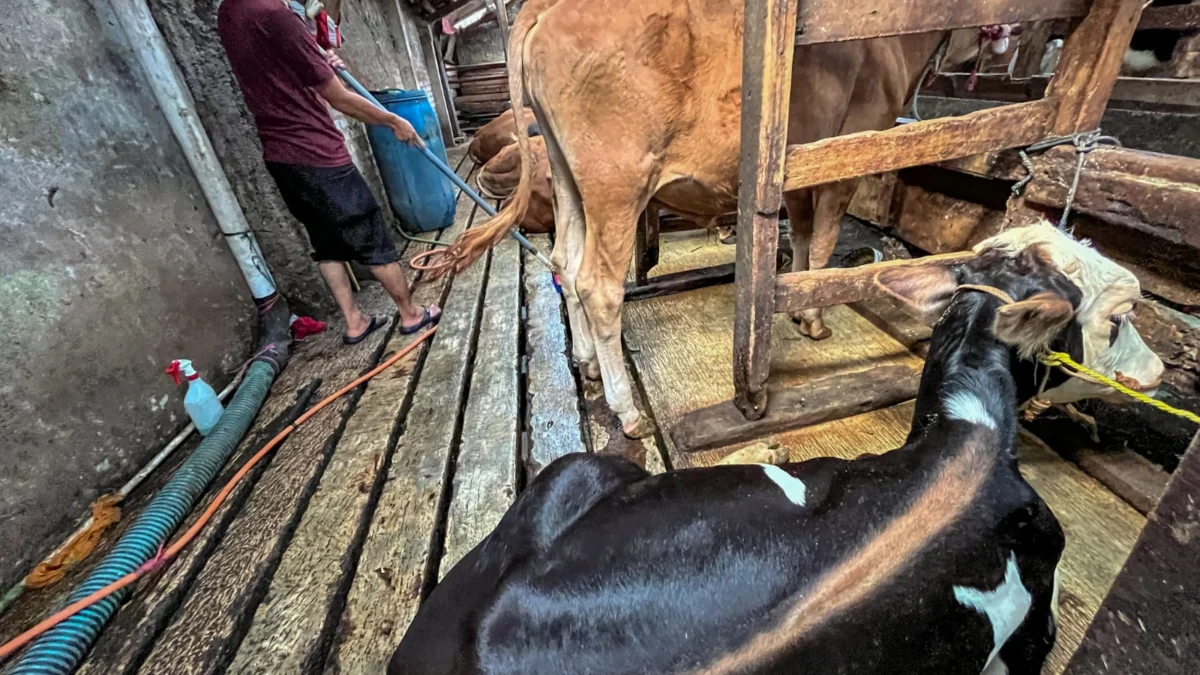 Petugas merawat hewan kurban sapi di peternakan di Bandung. Foto: Dimas Rachmatsyah / Jabar Ekspres