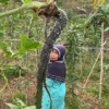 Petani asal Saguling, Kabupaten Bandung Barat saat memetik kacang panjang. Selasa (20/5). Dok Jabar Ekspres/Suwitno