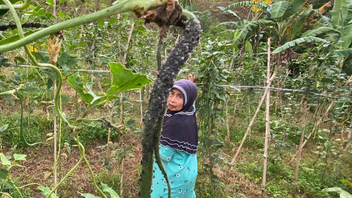 Petani di Saguling Gigit Jari Gegara Serangan Hama Wereng Petani asal Saguling, Kabupaten Bandung Barat saat memetik kacang panjang. Selasa (20/5). Dok Jabar Ekspres/Suwitno