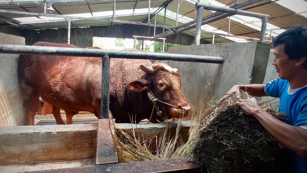 Dua Sapi Peternak Lokal Bandung Barat Lolos Verifikasi Jadi Hewan Kurban Presiden Prabowo Sapi milik Ade Mulyana, peternak asal Desa Pasirlangu, Kecamatan Cisarua, KBB dengan bobot 1,3 ton lolos verifikasi jadi hewan kurban Presiden Prabowo. Rabu (21/5). Dok Jabar Ekspres/Suwitno