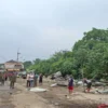 Satpol PP Kabupaten Bogor Bongkar 17 Lapak PKL di Pasar Ciluar Foto : Sandika Fadilah