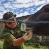 Petugas memeriksa kesehatan dan memasang tanda sehat dan layak pada hewan kurban di Cirangrang, Kopo, Kota Bandung, Senin (26/5). Foto: Dimas Rachmatsyah / Jabar Ekspres