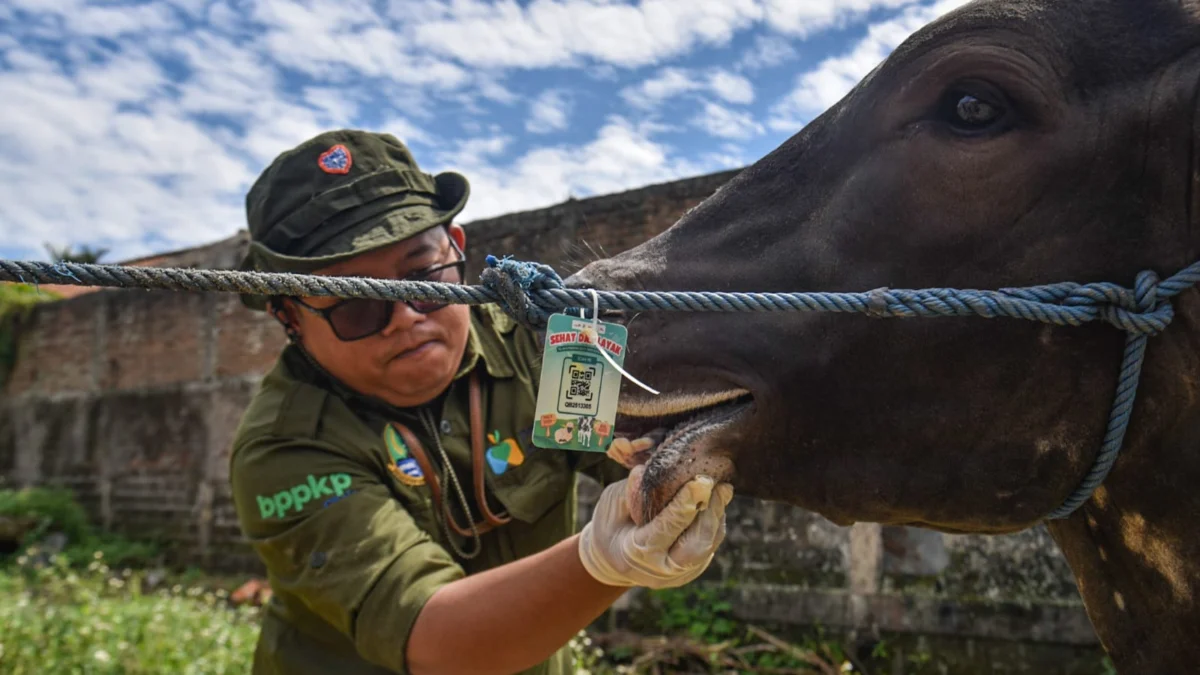 Waspadai PMK, DKPP Bandung Gandeng Unpad dan Telkom Periksa Hewan Kurban Petugas memeriksa kesehatan dan memasang tanda sehat dan layak pada hewan kurban di Cirangrang, Kopo, Kota Bandung, Senin (26/5). Foto: Dimas Rachmatsyah / Jabar Ekspres