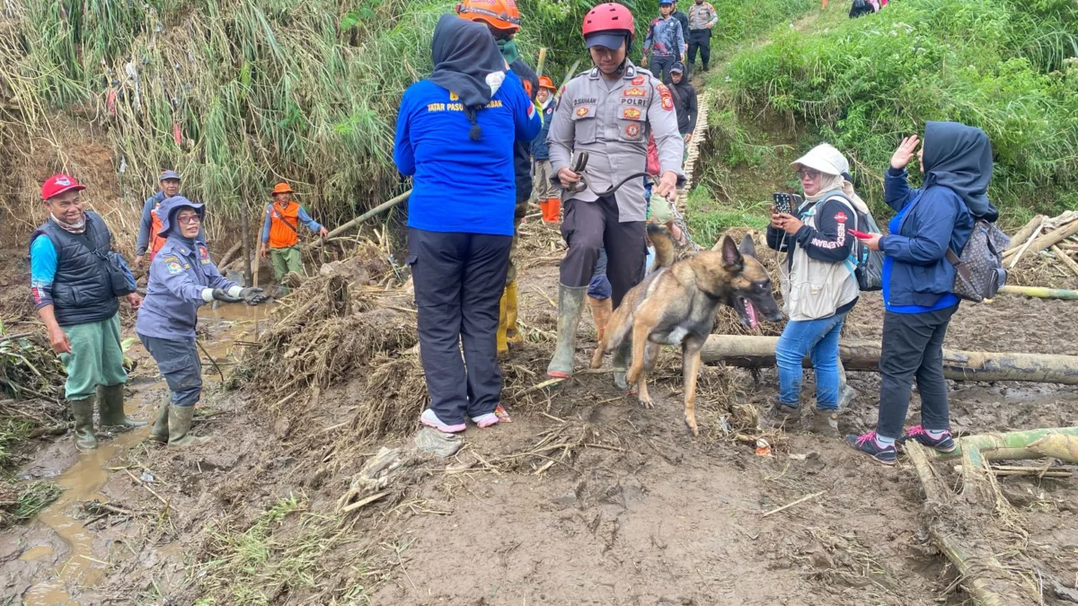 K9 diterjunkan dalam pencarian Endang warga Kampung Pojok Girang, Desa Cikahuripan, Kecamatan Lembang, Kabupaten Bandung Barat (KBB) yang tertimbun longsor. Dok Jabar Ekspres/Suwitno