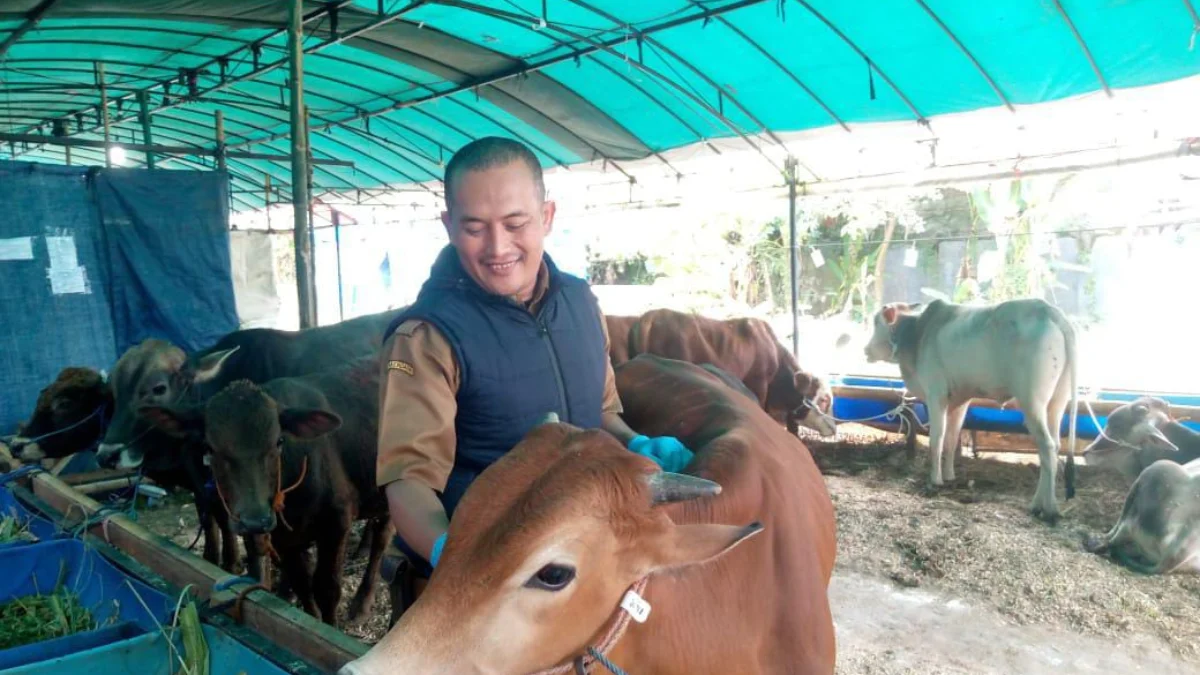 Petugas Pemeriksaan Hewan Kurban dari Dispangtan Cimahi (Mong)