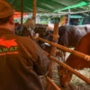Petugas hewan mengecek hewan kurban sapi. Foto: Dimas Rachmatsyah / Jabar Ekspres
