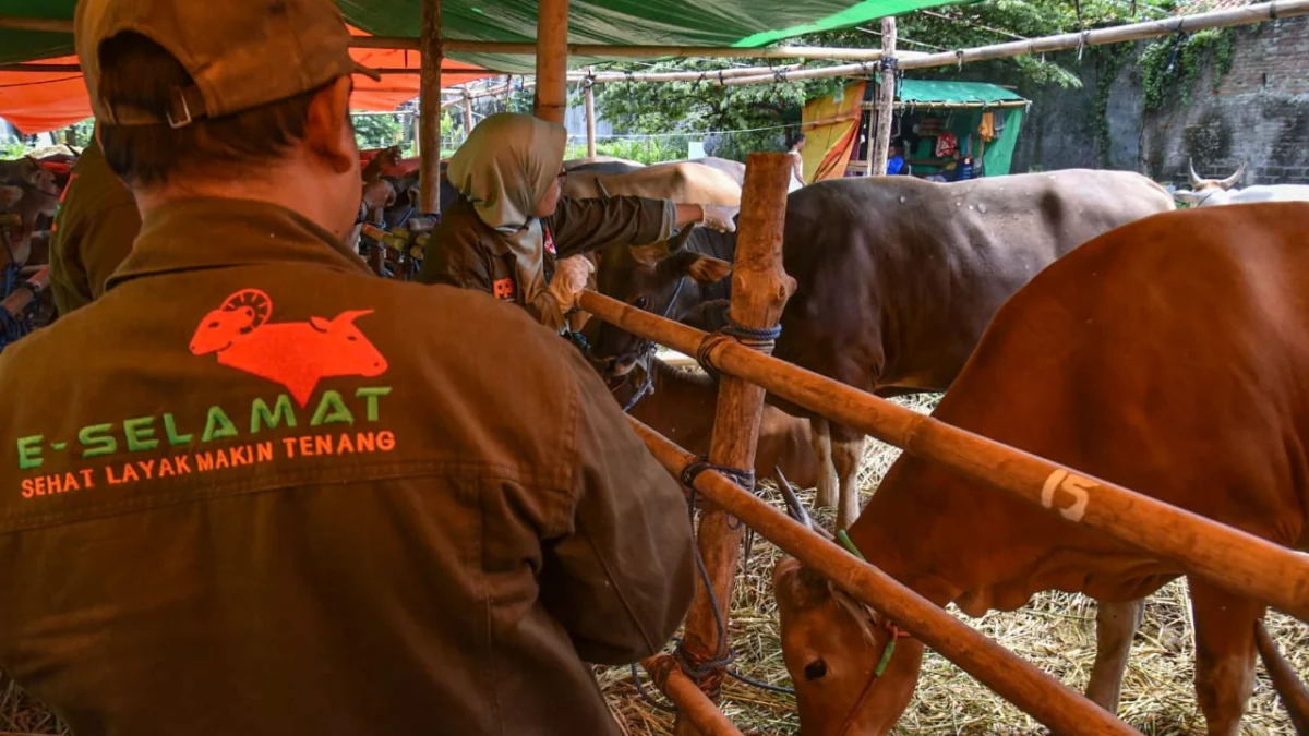 PMK Masih Nihil di Kota Bandung, DKPP Klaim Antisipasi Sejak Jauh Petugas hewan mengecek hewan kurban sapi. Foto: Dimas Rachmatsyah / Jabar Ekspres