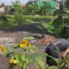 Bentuk Protes: Warga di Dusun Lengorsari, Desa Gunungcupu, Kecamatan Sindangkasih, Kabupaten Ciamis, Jawa Barat menanam bunga matahari dan pohon pisang di jalan yang rusak sudah hampir 10 tahun, Rabu (28/5/2025). (Istimewa)