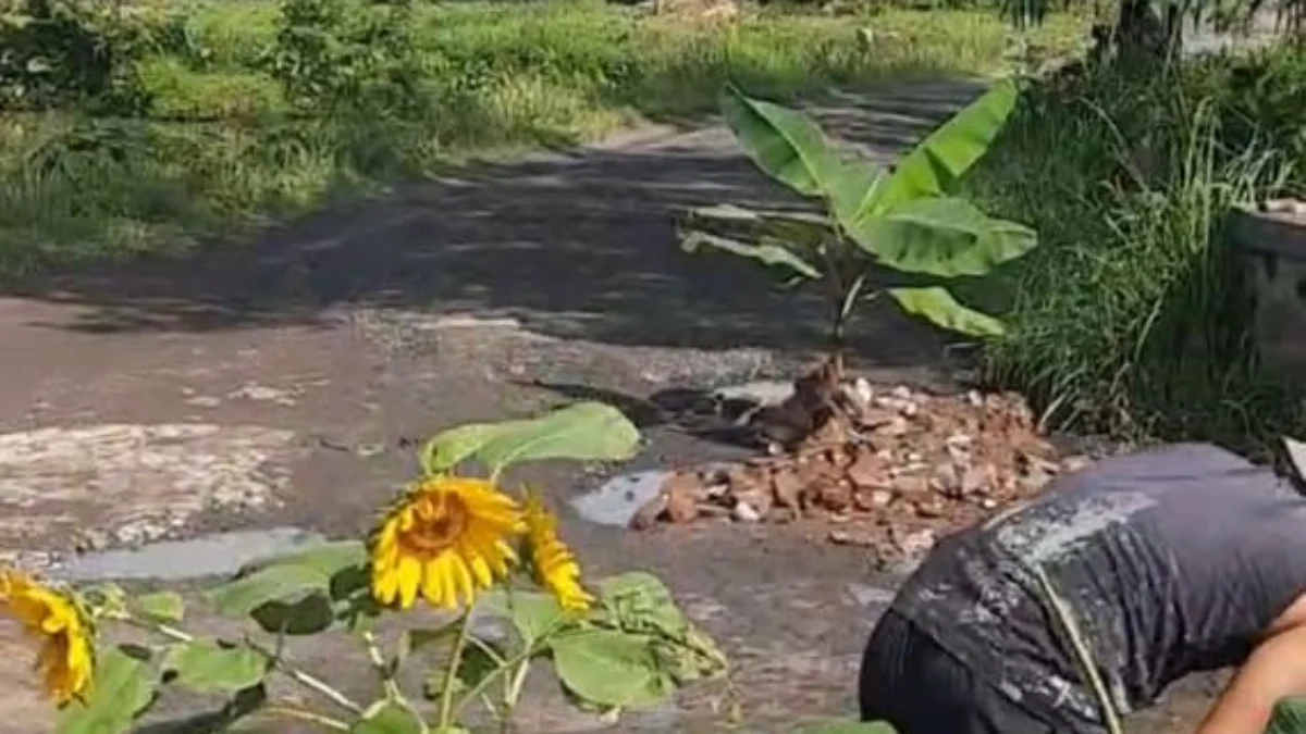 Bentuk Protes, Warga Gunungcupu Ciamis Tanam Bunga Matahari di Jalan Rusak Bentuk Protes: Warga di Dusun Lengorsari, Desa Gunungcupu, Kecamatan Sindangkasih, Kabupaten Ciamis, Jawa Barat menanam bunga matahari dan pohon pisang di jalan yang rusak sudah hampir 10 tahun, Rabu (28/5/2025). (Istimewa)