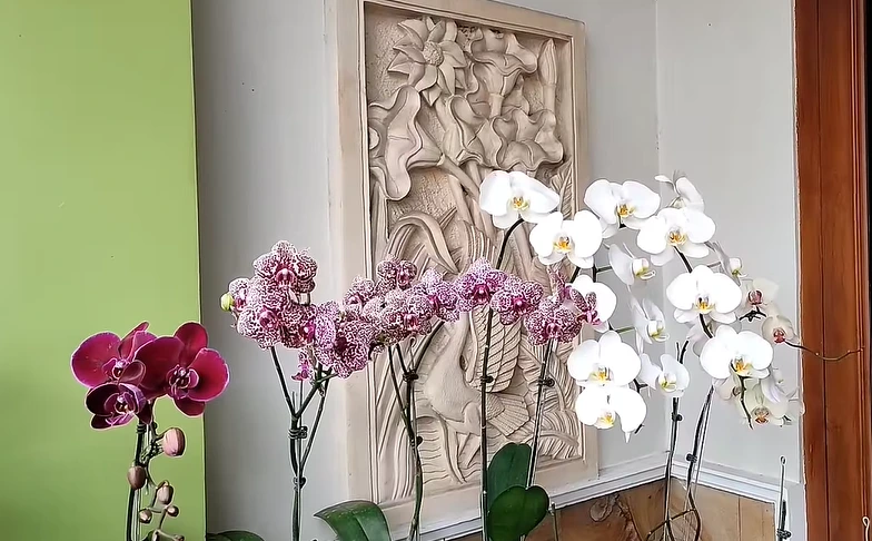Wow! Ini 5 Tanaman Anggrek yang Dapat Membawa Rezeki