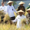 Lapas Subang Panen 12 Ton Gabah