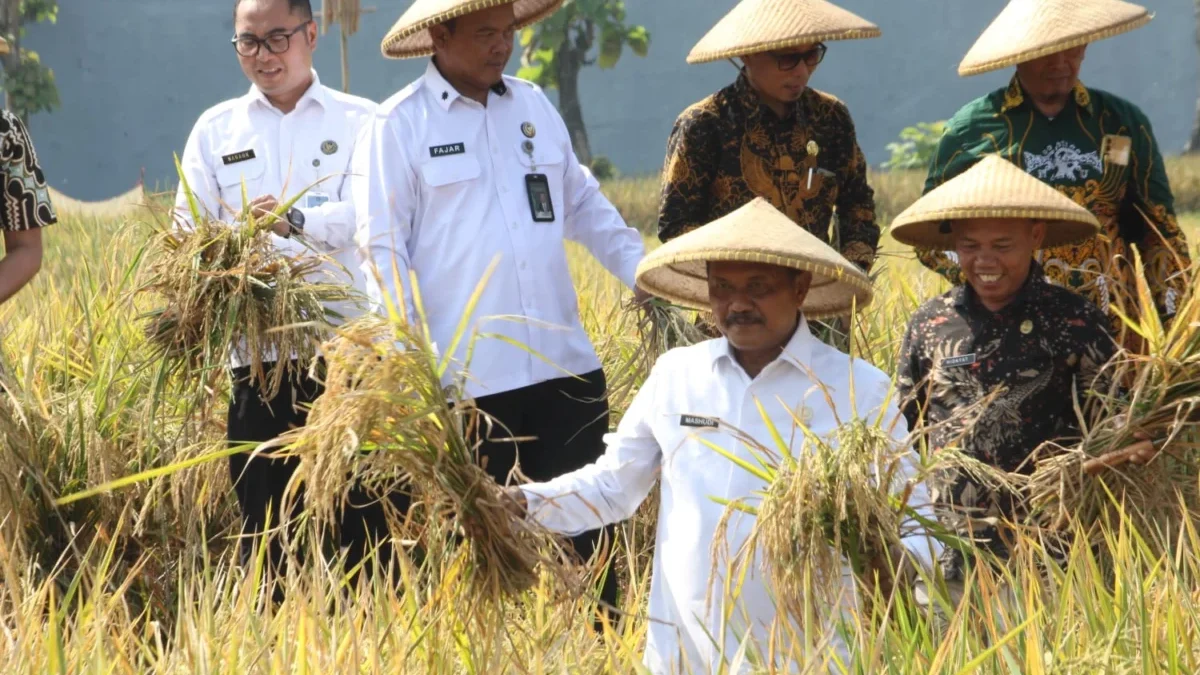 Lapas Subang Panen 12 Ton Gabah