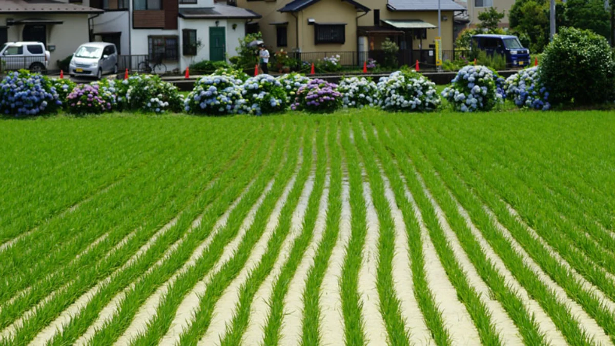Kelebihan dan Kekurangan Bekerja di Sektor Pertanian Jepang, Wajib Simak Bagi Para Calon Pekerja Migran Pertanian Jepang.