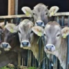 9 Jenis Sapi Gagah yang Bagus untuk Kurban, Harganya hingga Rp250 Juta