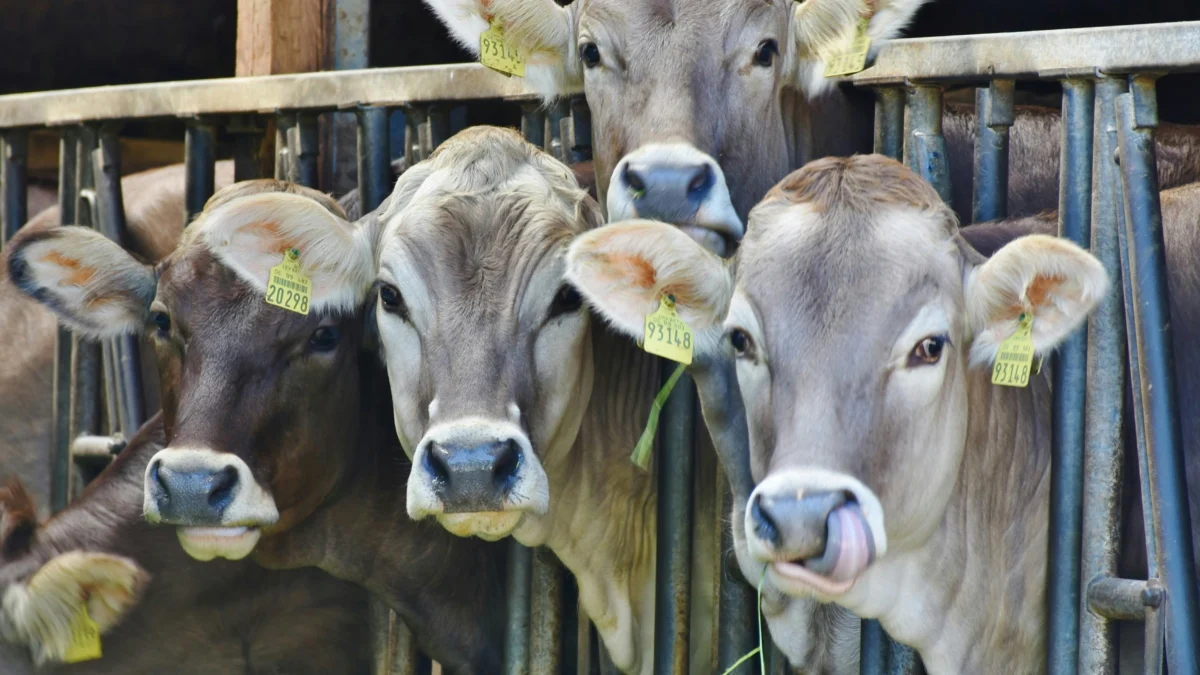 9 Jenis Sapi Gagah yang Bagus untuk Kurban, Harga hingga Rp250 Juta 9 Jenis Sapi Gagah yang Bagus untuk Kurban, Harganya hingga Rp250 Juta