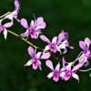 5 Tanaman Hias yang Bisa Ciptakan Aura Positif dan Hancurkan Aura Negatif Menurut Fengshui