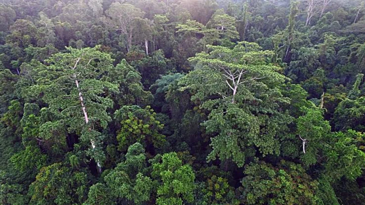 Konsorsium Pemakai Oksigen Ajak Raja Juli dan Dedy Mulyadi Batalkan UUCK Sektor Kehutanan Penghancur Hutan