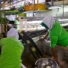 Sejumlah pekerja terlihat sibuk bekerja pada sebuah pabrik pengolahan makanan. (foto/ANTARA)