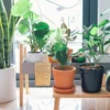 7 Tanaman Hias Indoor yang Membuat Rumah Semakin Cantik dan Segar