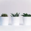 4 Tanaman Hias Indoor yang Bisa Membawa Keberuntungan Menurut Feng Shui