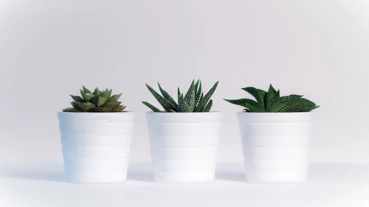 4 Tanaman Hias Indoor yang Bisa Membawa Keberuntungan Menurut Feng Shui