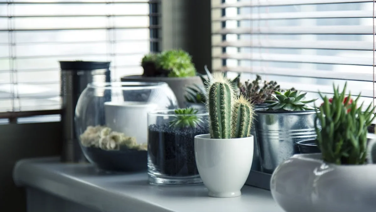 Tanaman Hias Pembawa Energi Negatif Menurut Feng Shui, Ada di Rumah Kamu?