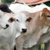Hati-hati dalam Memilih, ini Syarat Hewan Kurban yang Sah Menurut Syariat Islam